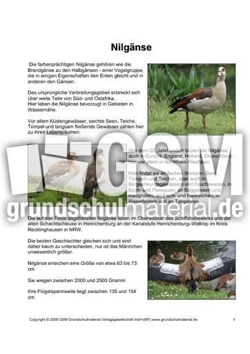 Steckbrief-Nilgans-Seite-1.pdf